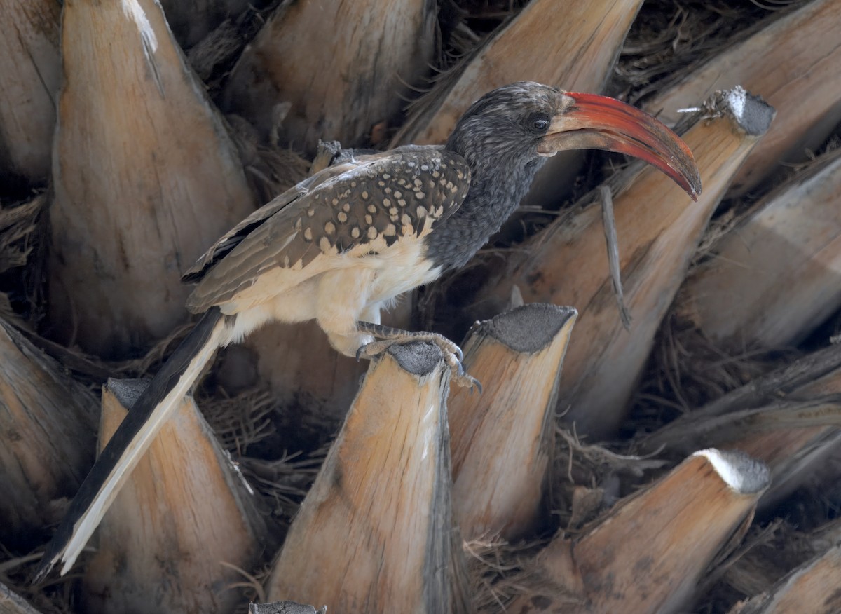 Monteiro's Hornbill - ML644441965