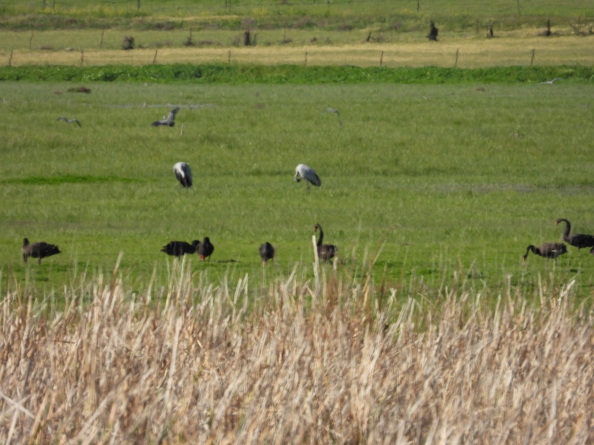 Brolga - ML644441973