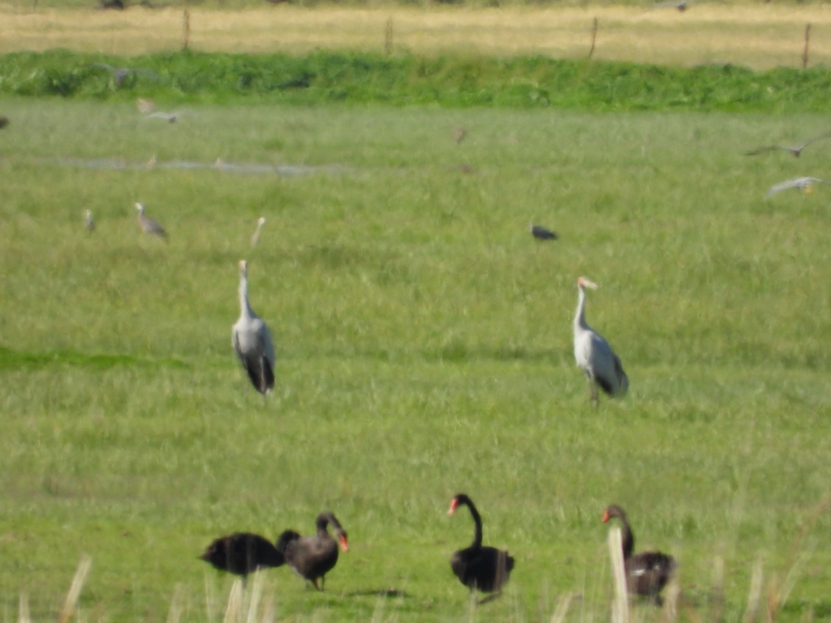 Brolga - ML644441979