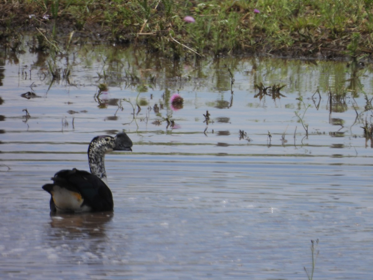 Comb Duck - ML644442001