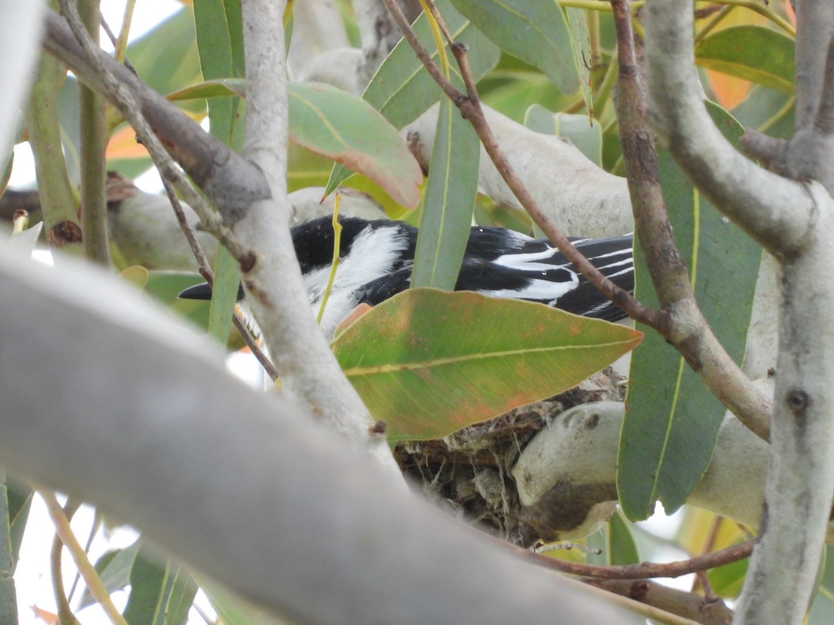 White-winged Triller - ML644442004