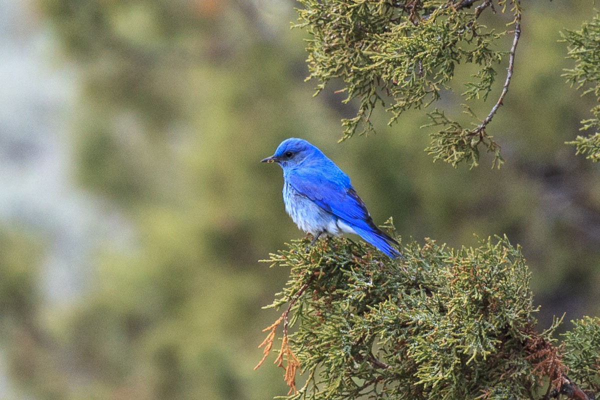 Merlebleu azuré - ML644442017