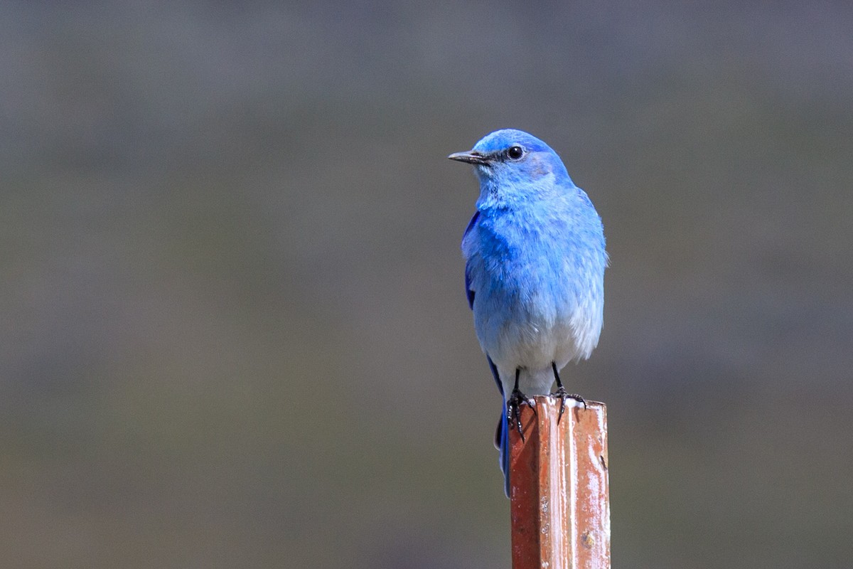 Merlebleu azuré - ML644442018