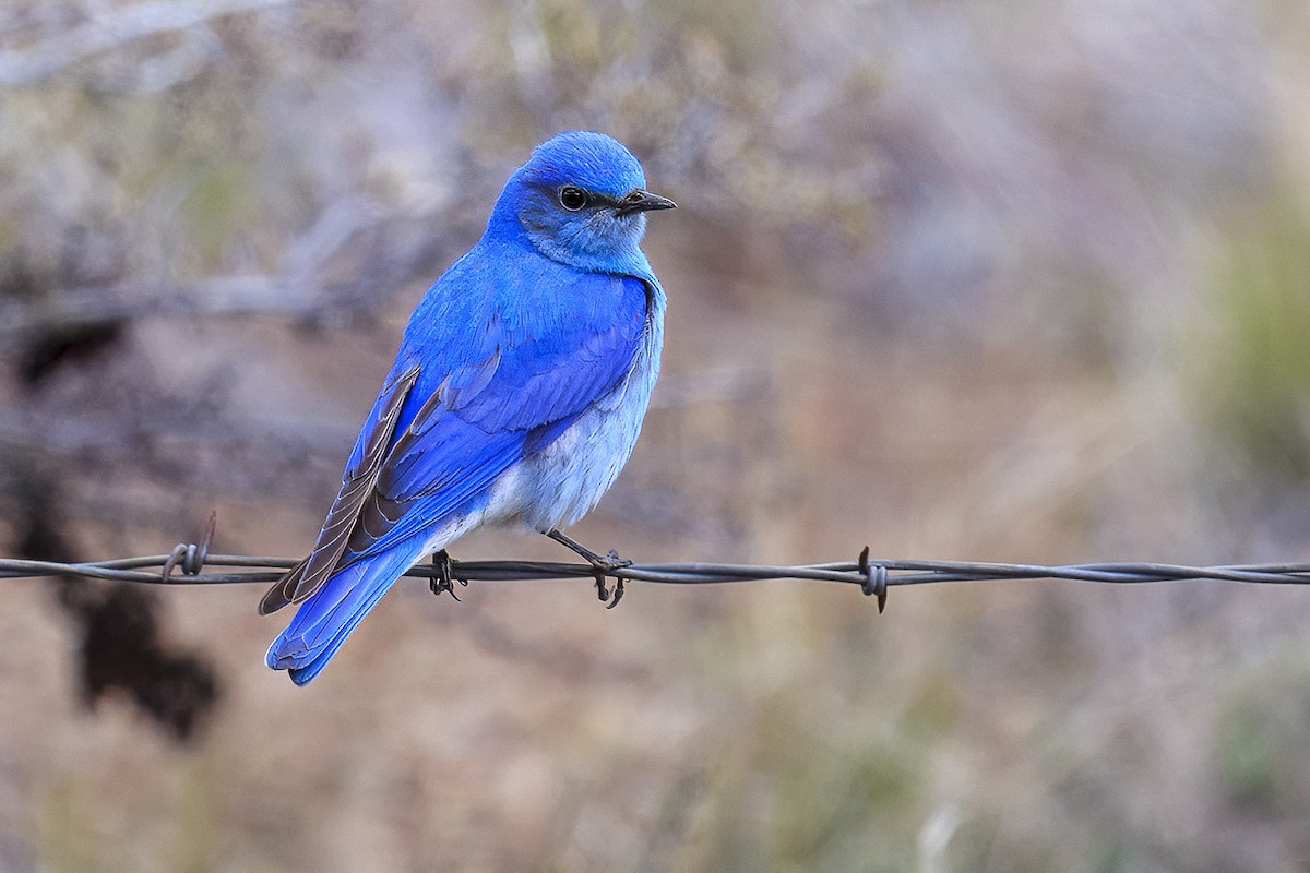 Merlebleu azuré - ML644442019