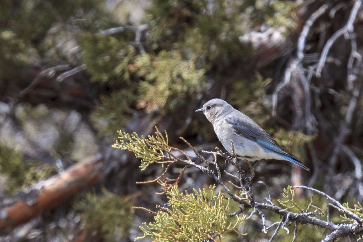 Merlebleu azuré - ML644442020