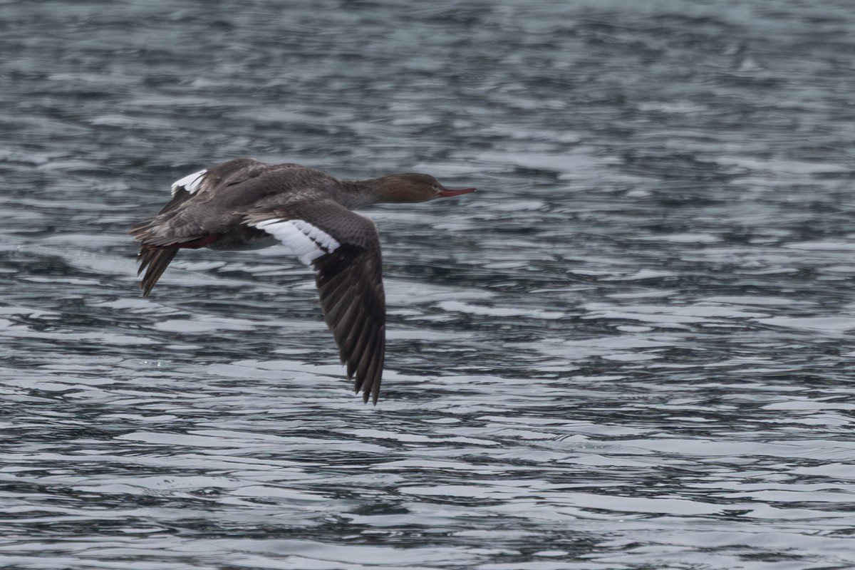 紅胸秋沙 - ML644442025