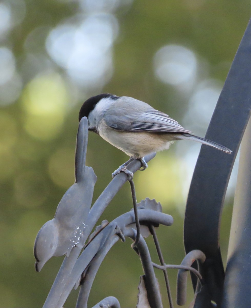 Carolina Chickadee - ML644442026