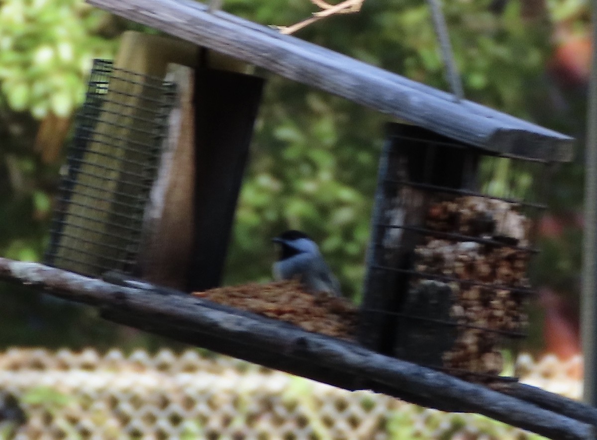 Carolina Chickadee - ML644442027