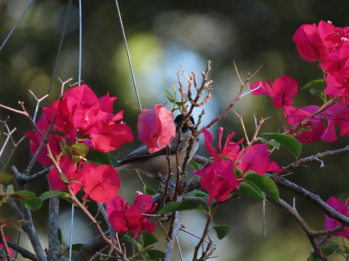 Carolina Chickadee - ML644442029