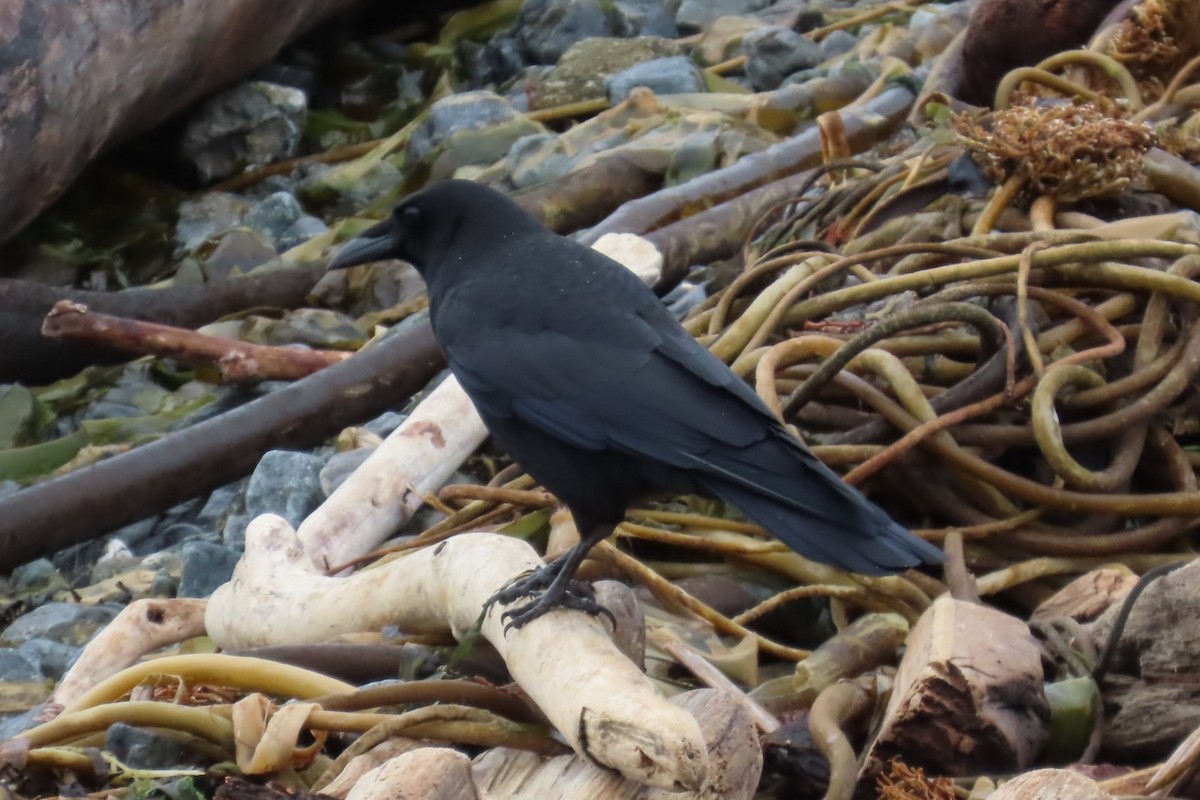 American Crow - ML644442041