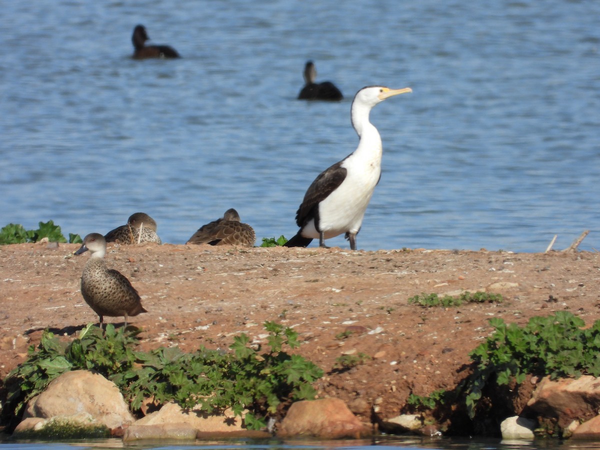 Pied Cormorant - ML644442042