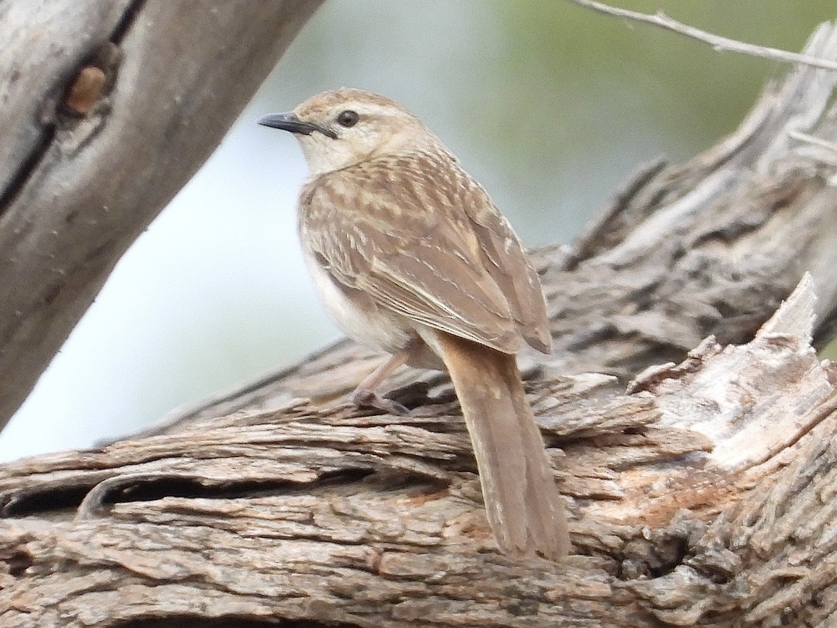 Rufous Songlark - ML644442059