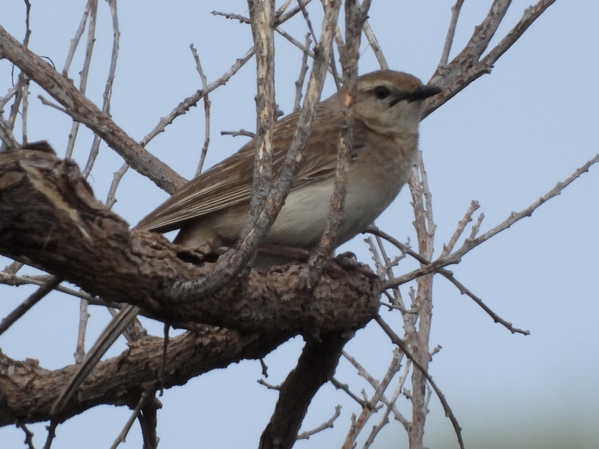 Rufous Songlark - ML644442060