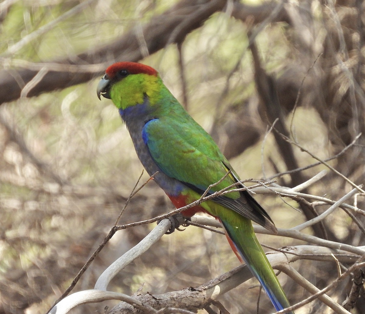 Red-capped Parrot - ML644442065