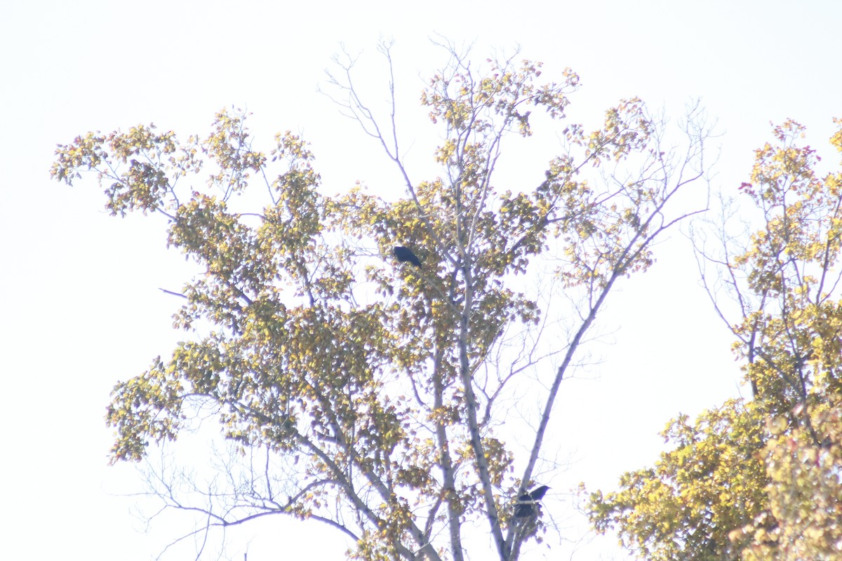 American Crow - ML644442068