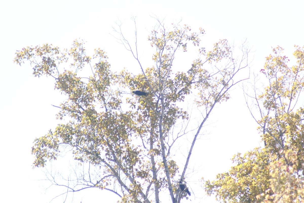 American Crow - ML644442069