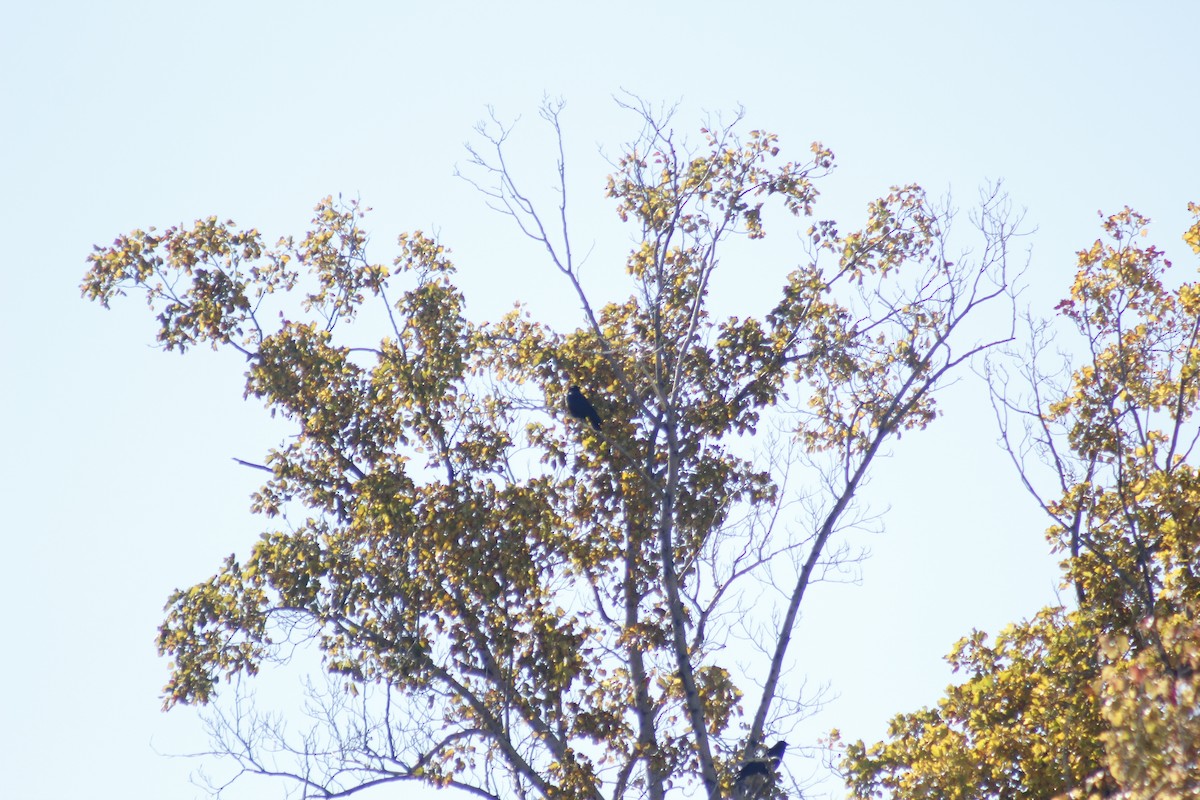 American Crow - ML644442070