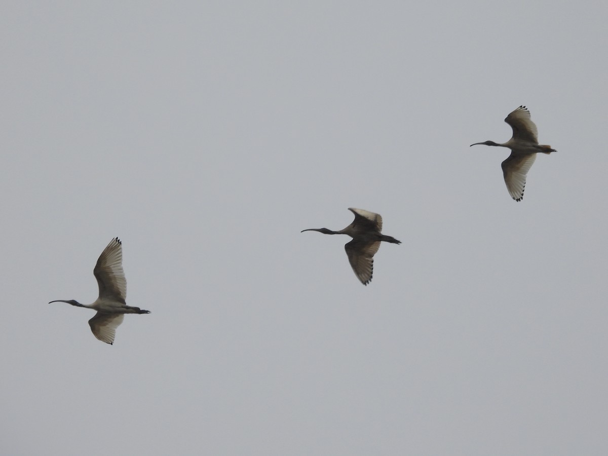 Ibis à cou noir - ML644442071