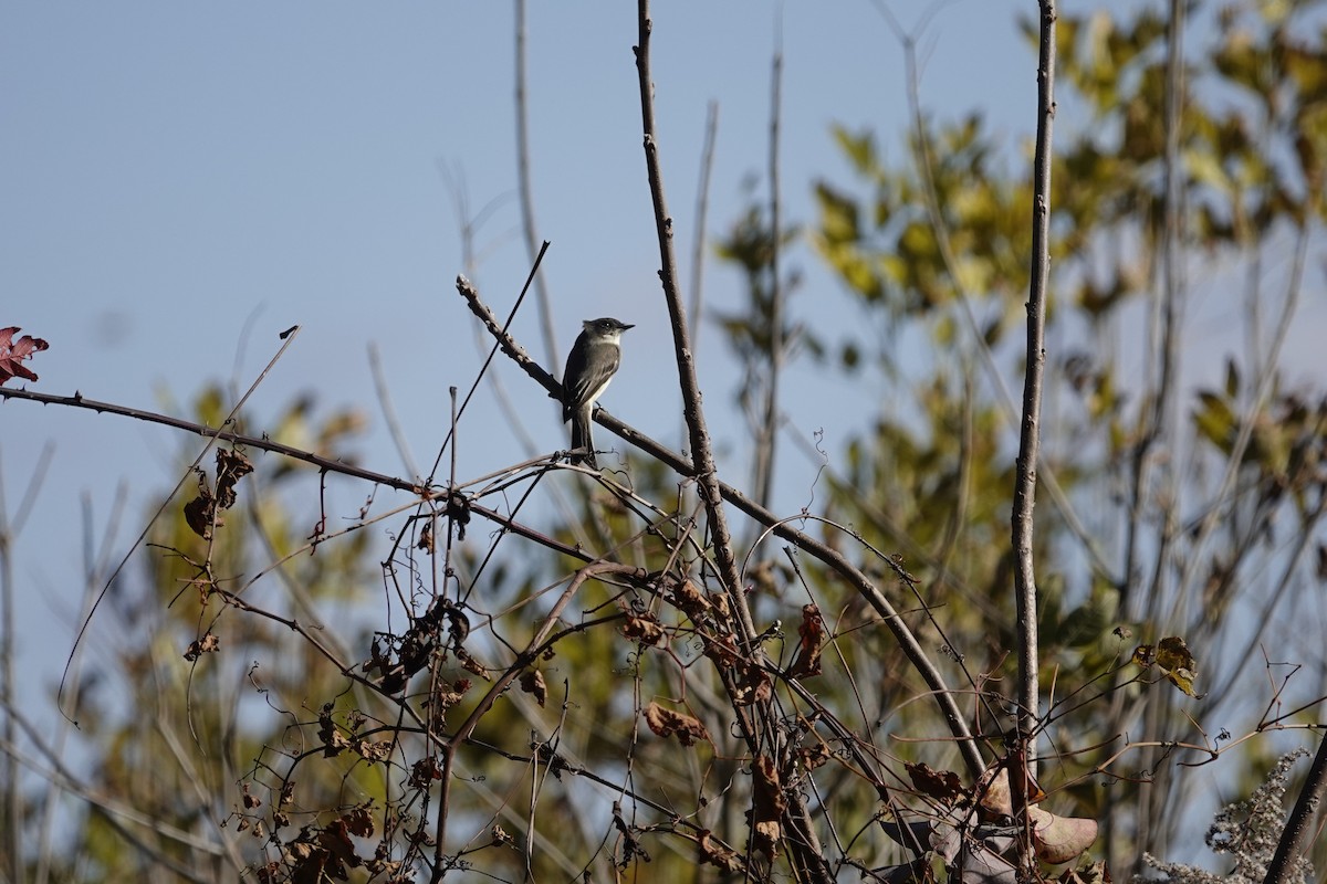 Weißbauch-Phoebetyrann - ML644442075