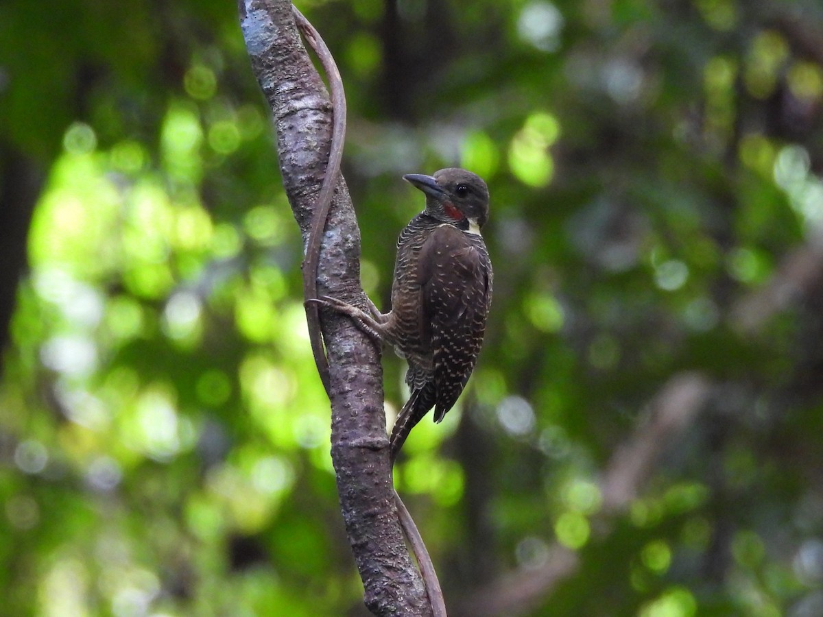 Buff-necked Woodpecker - ML644442078