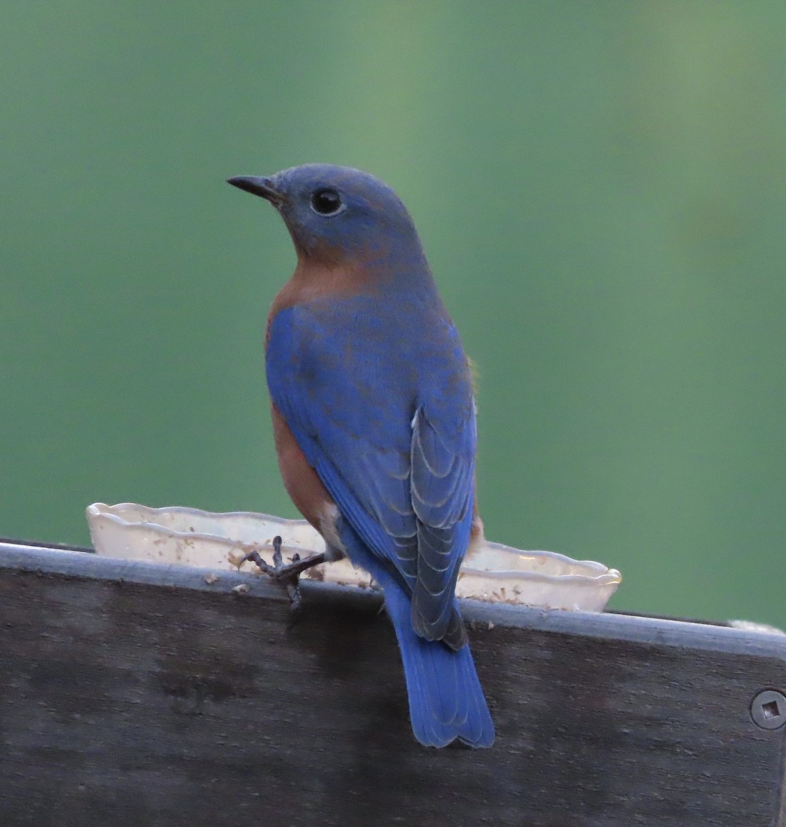 Eastern Bluebird - ML644442080