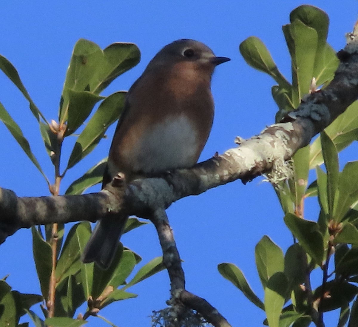 Eastern Bluebird - ML644442081