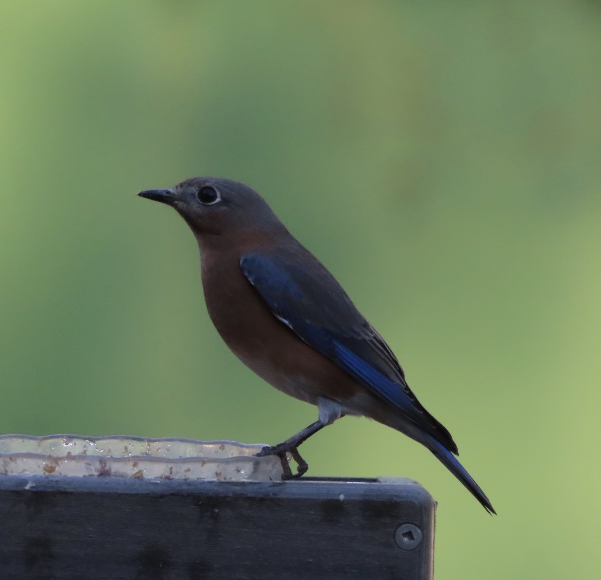 Eastern Bluebird - ML644442082