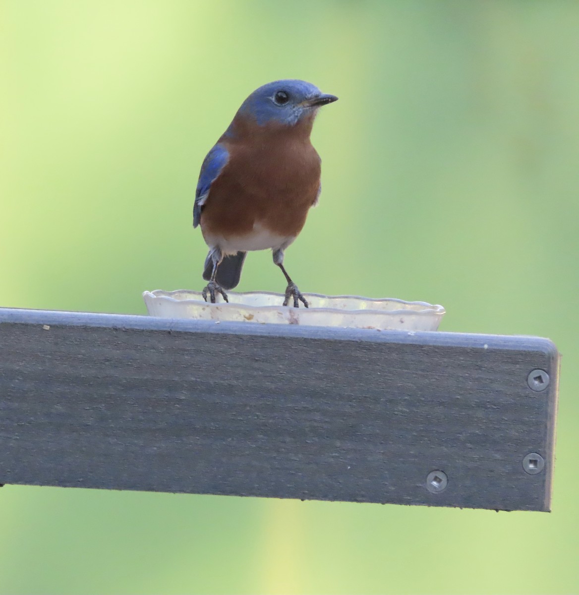 Eastern Bluebird - ML644442083