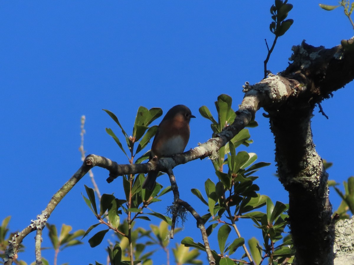 Eastern Bluebird - ML644442084