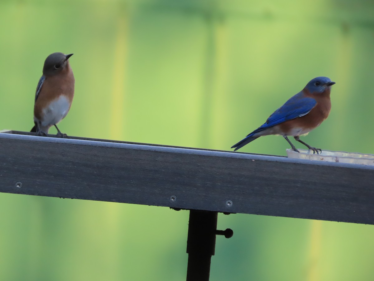 Eastern Bluebird - ML644442085