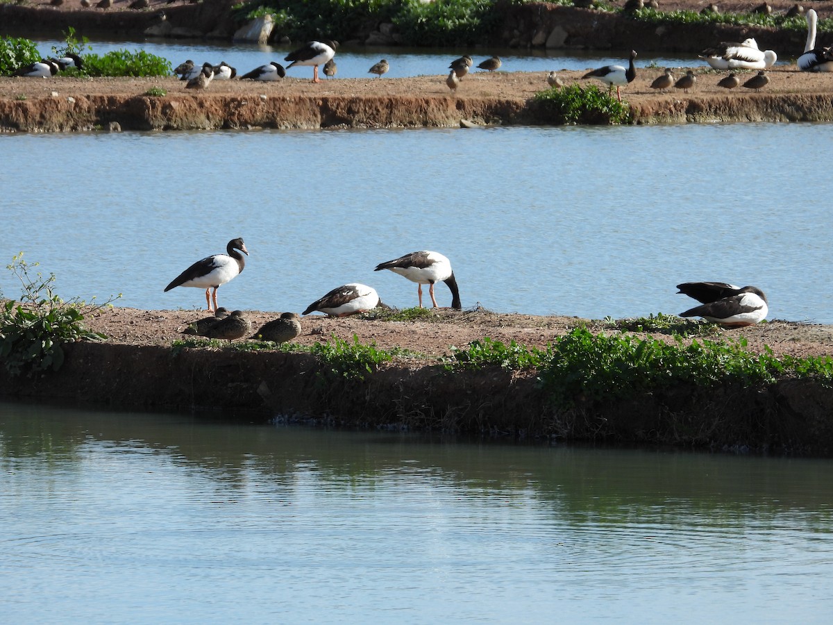 Magpie Goose - ML644442087