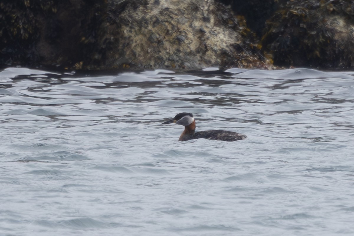 Somormujo Cuellirrojo - ML644442118