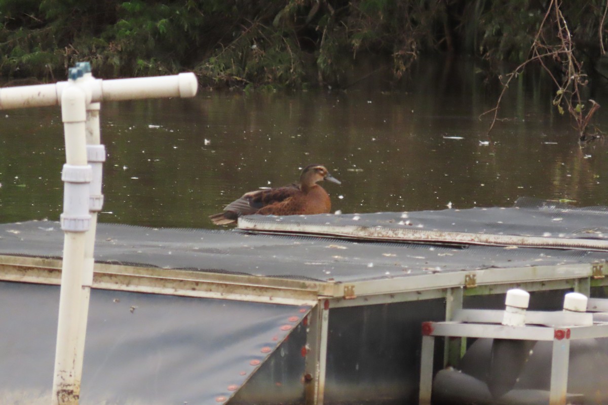 雑種 ノバリケン ｘ マガモ - ML644442124