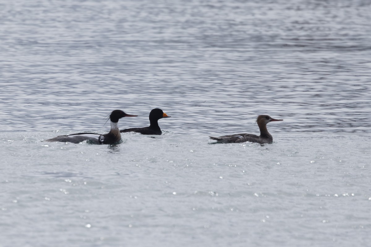 紅胸秋沙 - ML644442126