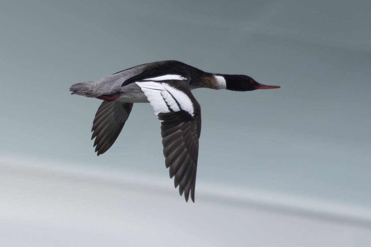 紅胸秋沙 - ML644442141