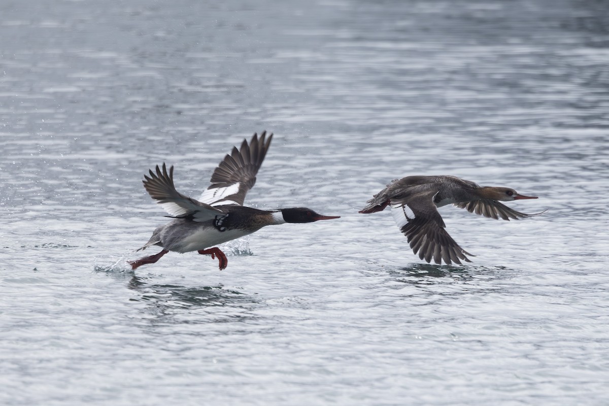 紅胸秋沙 - ML644442142
