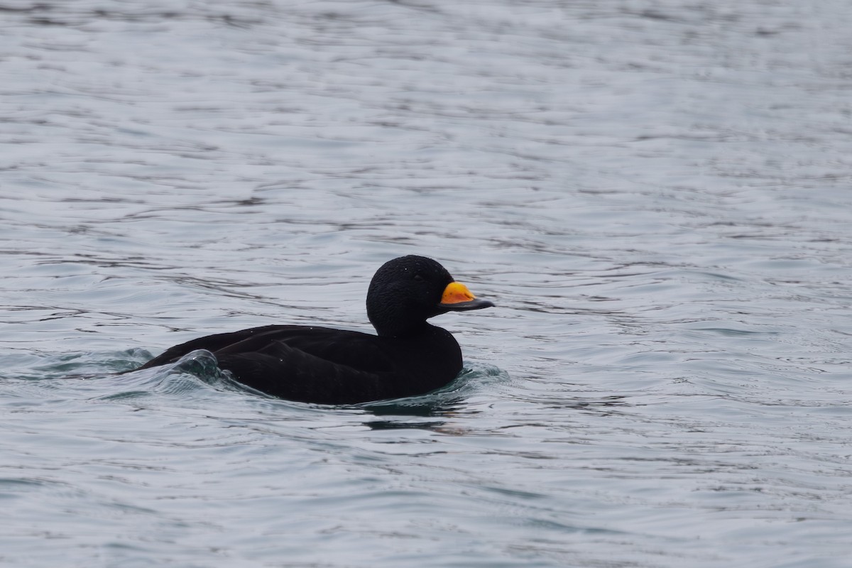Black Scoter - ML644442150