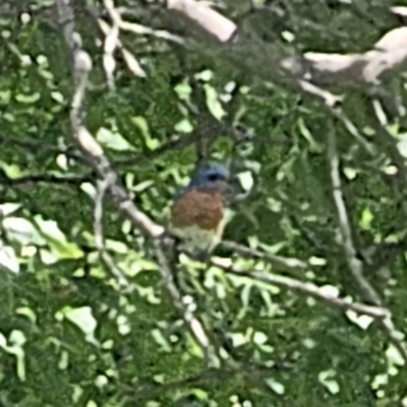 Eastern Bluebird - ML644442155