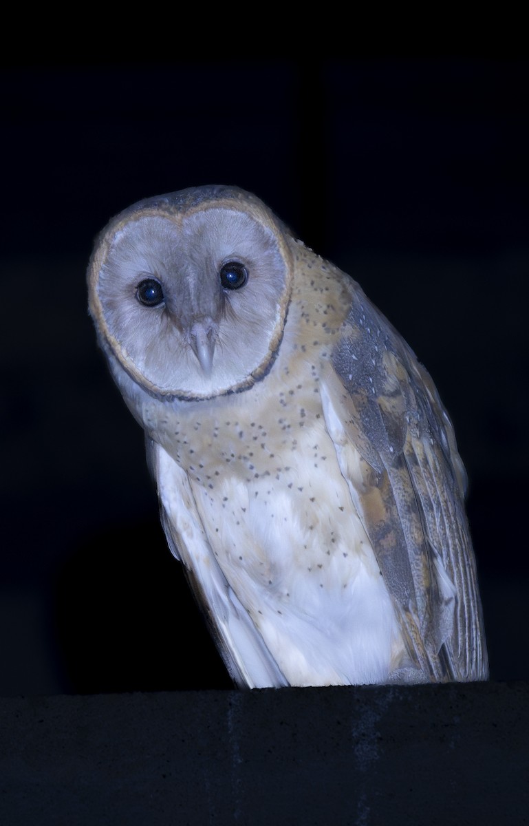 American Barn Owl - ML644442156
