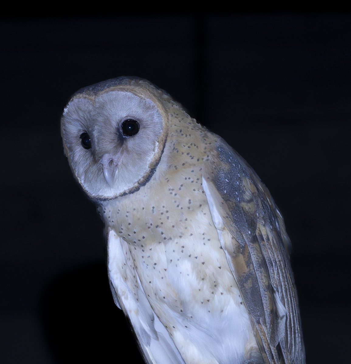American Barn Owl - ML644442157