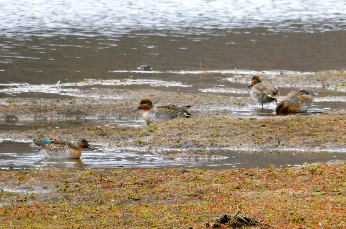 Sarcelle d'hiver - ML644442158