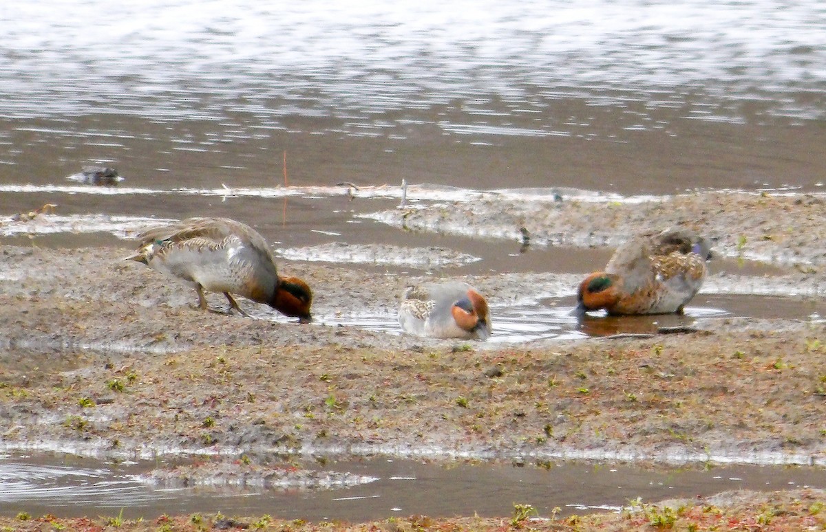 Sarcelle d'hiver - ML644442159