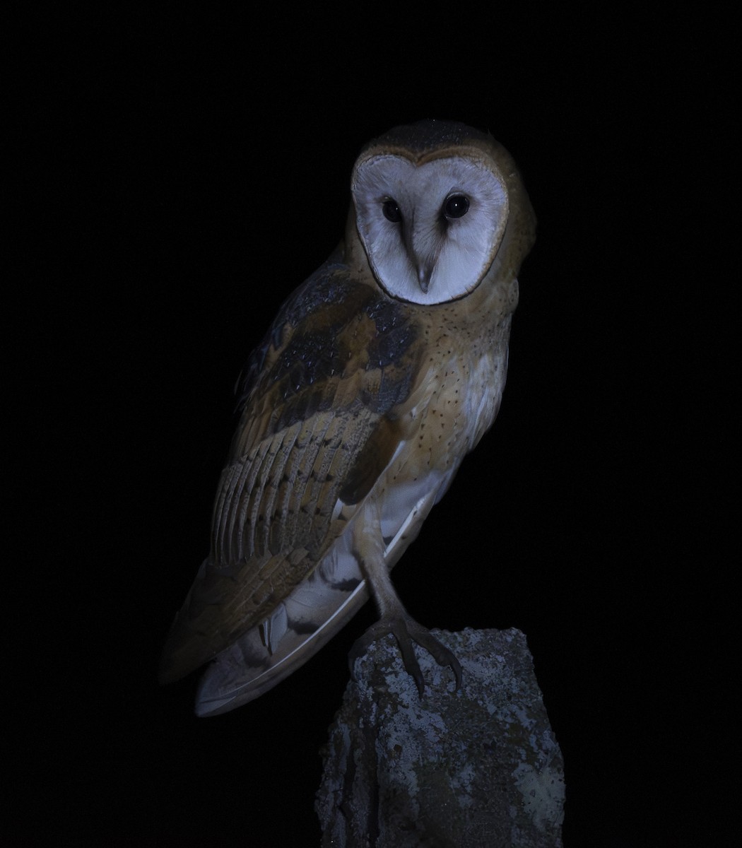 American Barn Owl - ML644442162