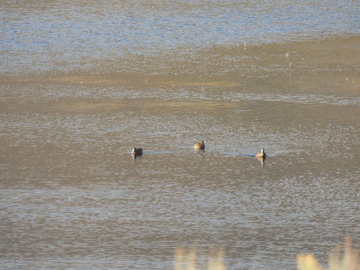 American Wigeon - ML644442178