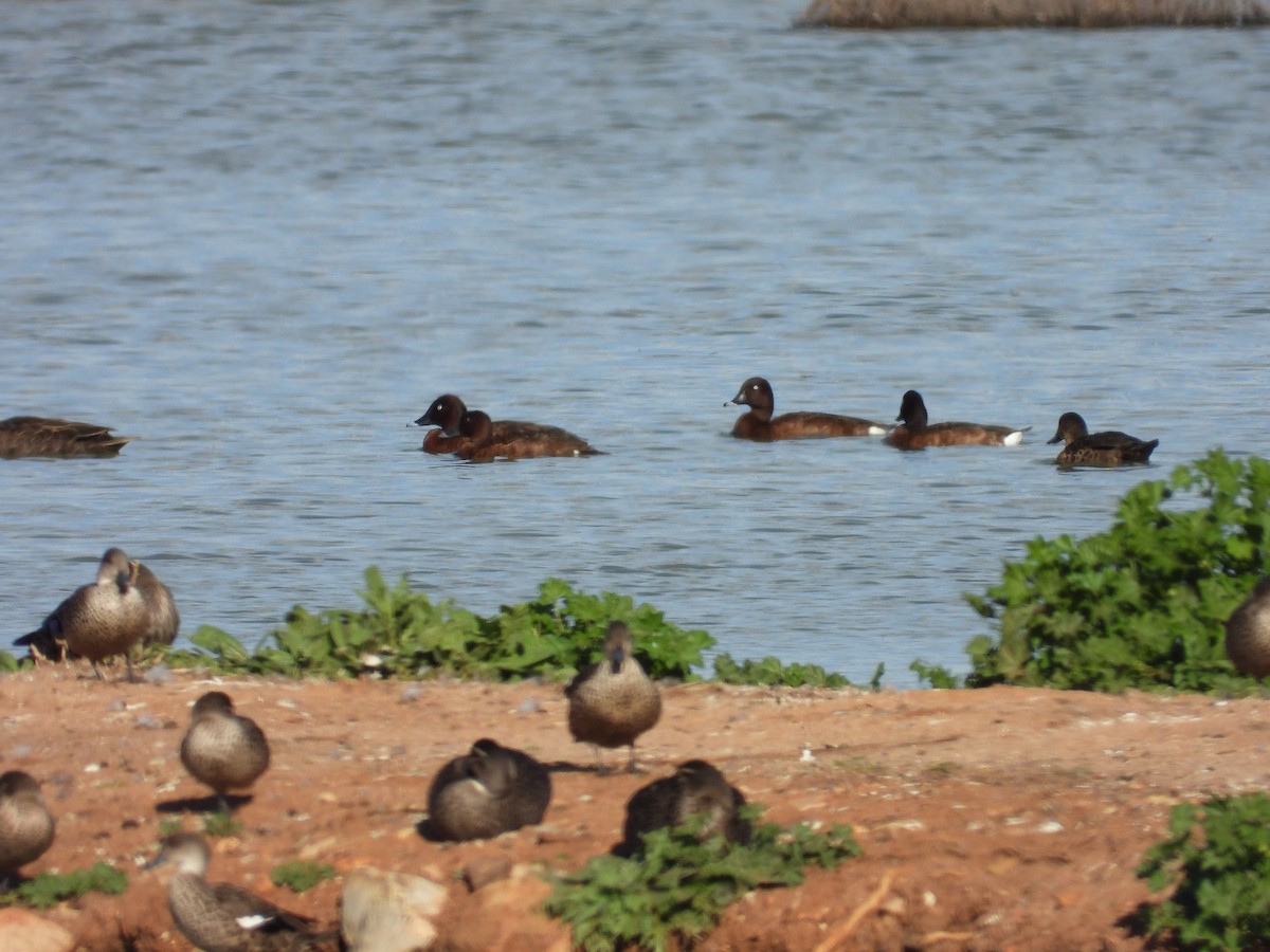 Hardhead - ML644442184