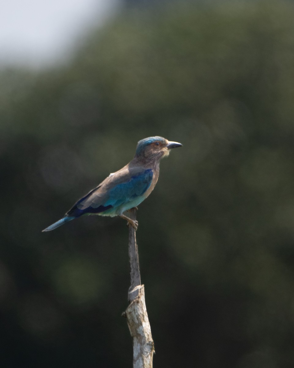 Indian Roller - ML644442186