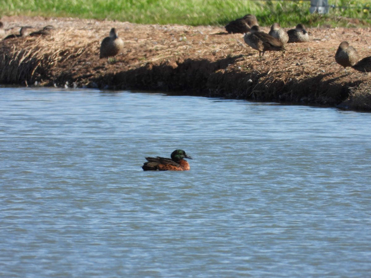 Chestnut Teal - ML644442187
