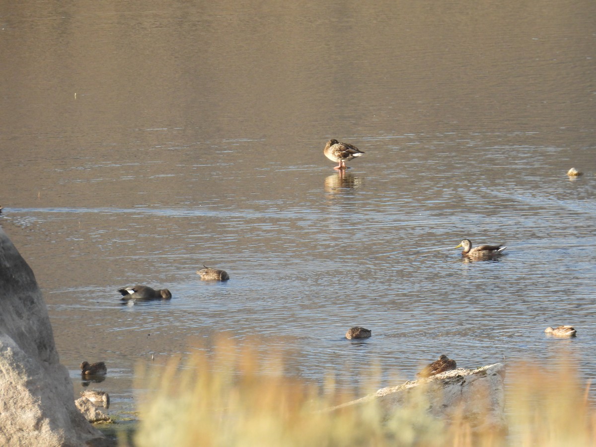 Нерозень - ML644442190
