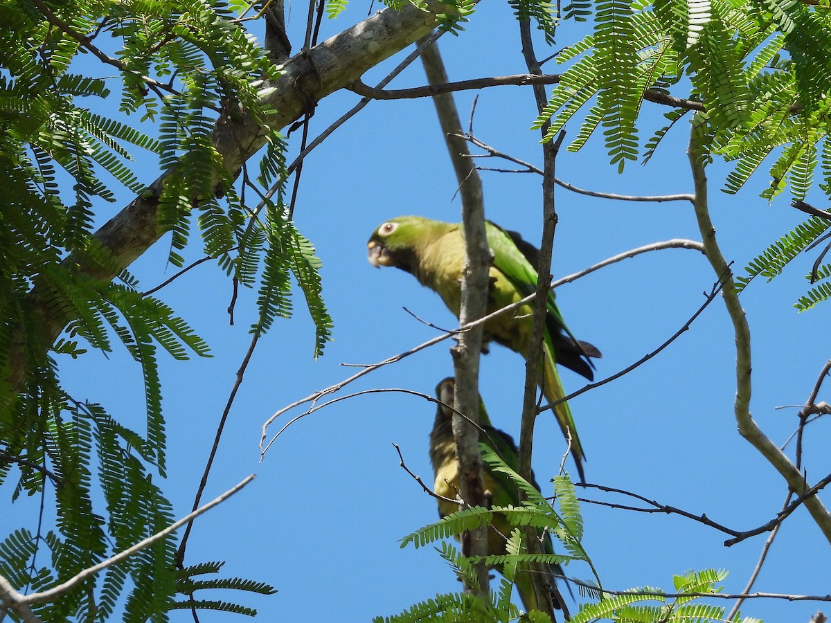 mayaparakitt - ML644442192