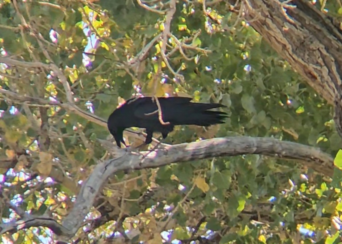 Common Raven - ML644442193